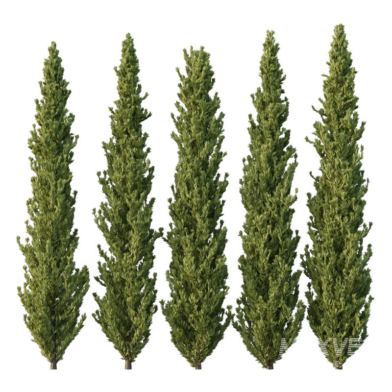 Cedrus deodara11 - Image 1
