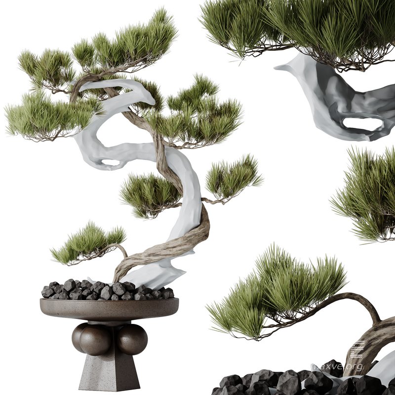 HQ HousePlants Bonsai Pinus Pentaphylla Thunbergii03 - Image 3