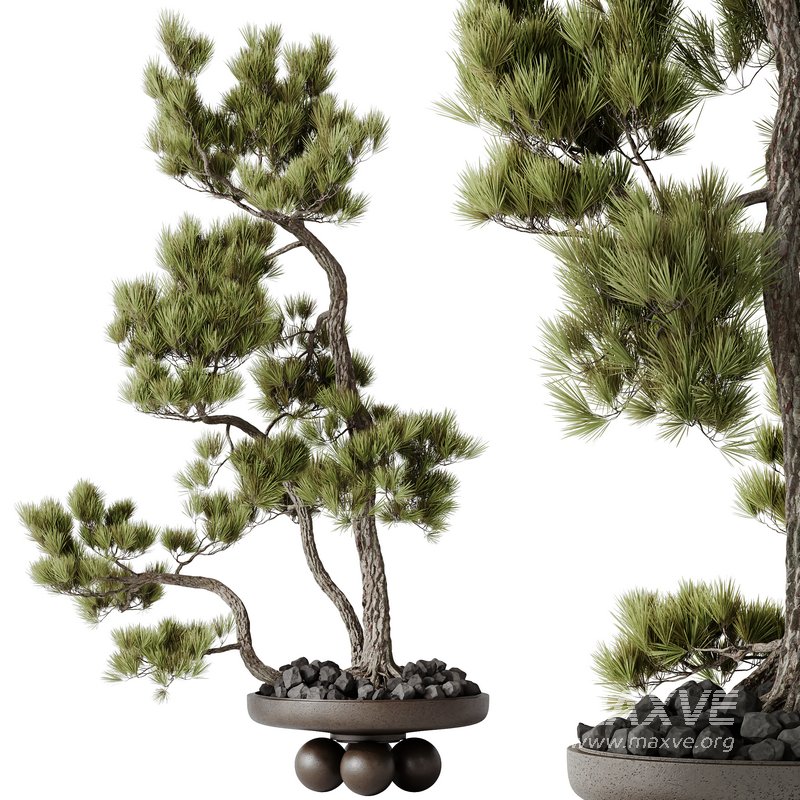 HQ HousePlants Bonsai Pinus Pentaphylla Thunbergii08 - Image 1