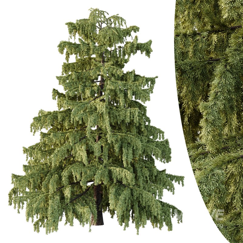Cedrus deodara01 - Image 1