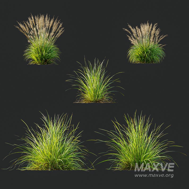Grass 03 - Image 4