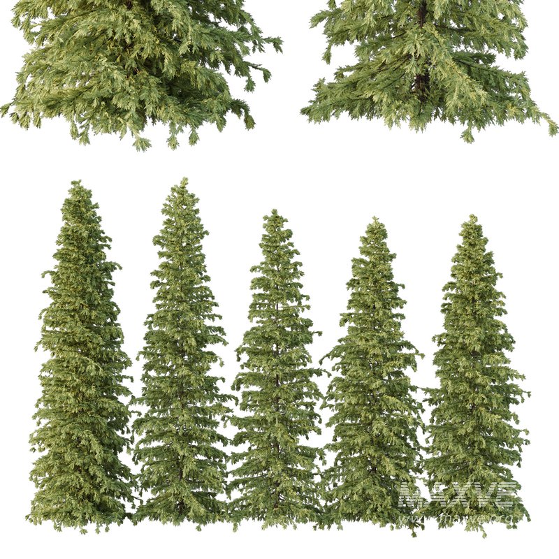 Cedrus deodara07 - Image 1