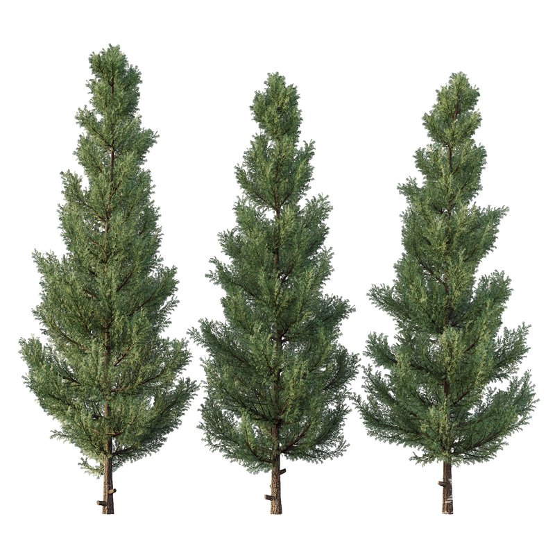 Cedar Tree01 - Image 3