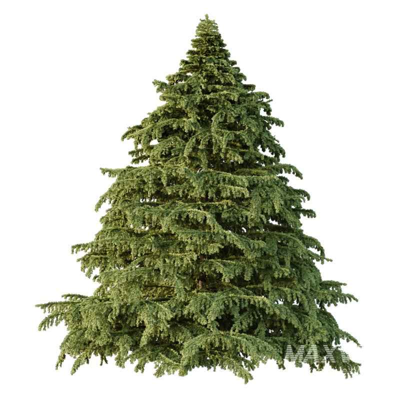 Cedrus deodara06 - Image 1