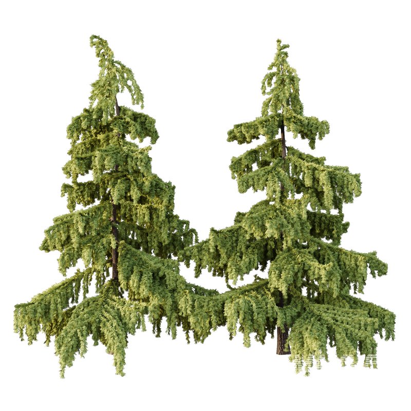 Cedrus deodara03 - Image 1