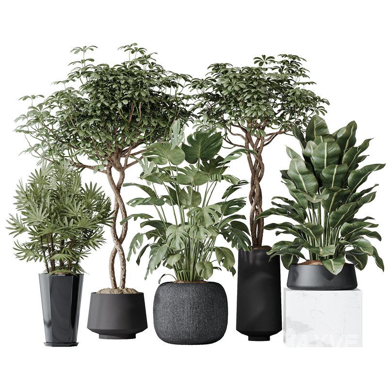 Indoor plant set 04 - Image 1