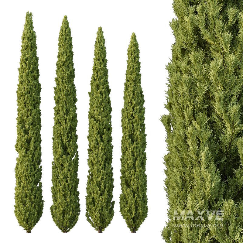 Cedrus deodara12 - Image 2