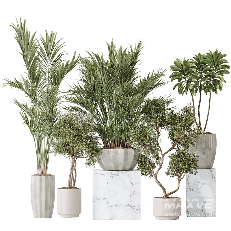 Indoor plant set 03 - Image 1