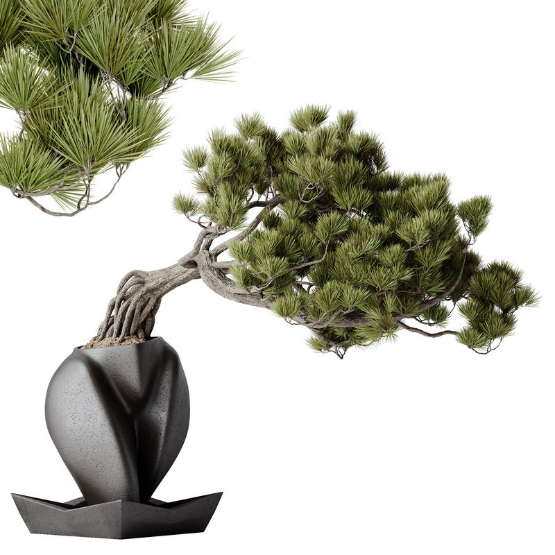HousePlants Bonsai Pinus Pentaphylla Thunbergii06 - Image 2
