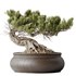 HousePlants Bonsai Pinus Pentaphylla Thunbergii09 - Thumbnail 1