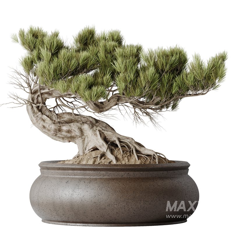 HousePlants Bonsai Pinus Pentaphylla Thunbergii09 - Image 1