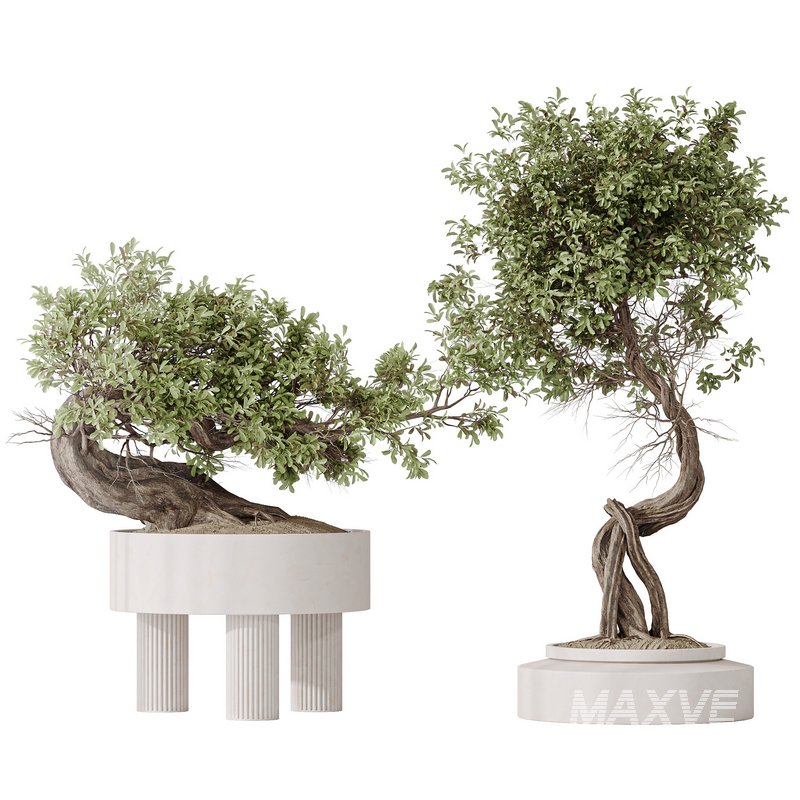 Indoor plant set 12 - Image 3