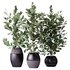 HousePlants Ficus Microcarpa Moclame Indian Laurel Set02 - Thumbnail 3