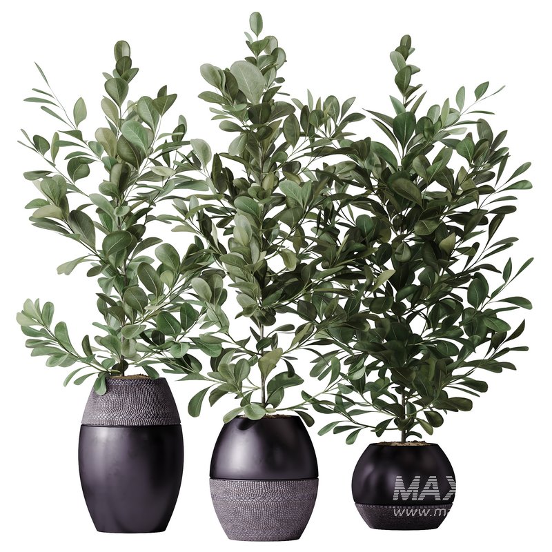 HousePlants Ficus Microcarpa Moclame Indian Laurel Set02 - Image 3