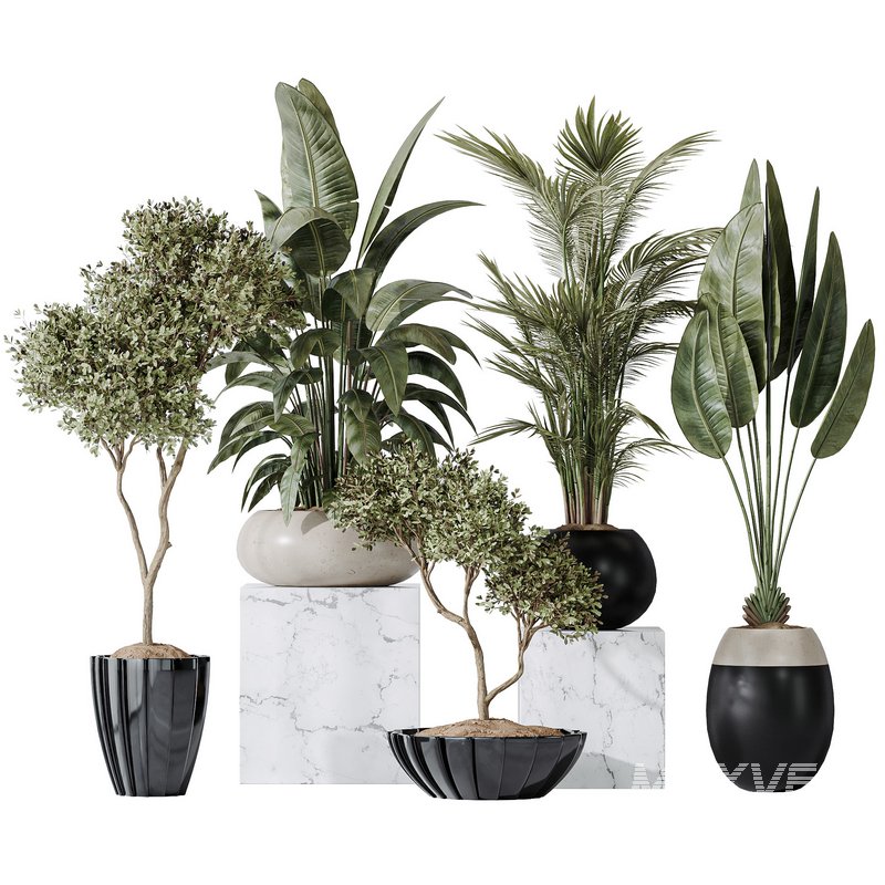 Indoor plant set 10 - Image 2