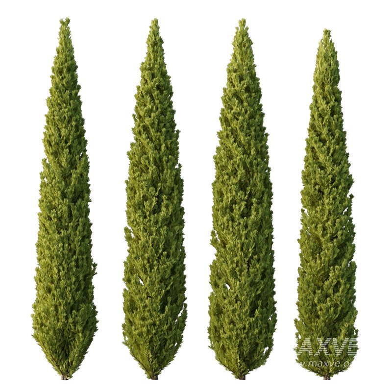 Cedrus deodara13 - Image 1