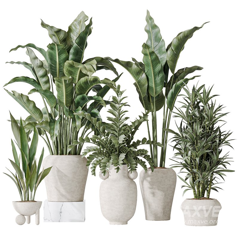 Indoor plant set 21 - Image 1