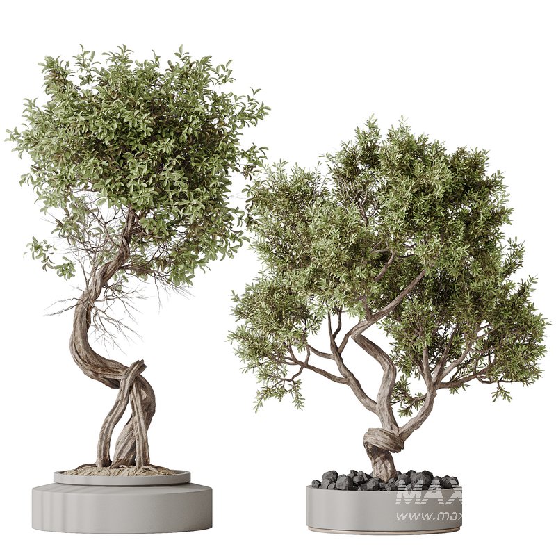 Indoor plant set 16 - Image 1