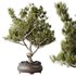 HQ HousePlants Bonsai Pinus Pentaphylla Thunbergii12 - Thumbnail 1