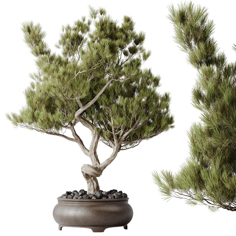 HQ HousePlants Bonsai Pinus Pentaphylla Thunbergii12 - Image 1