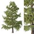 Cedrus deodara02 - Thumbnail 1