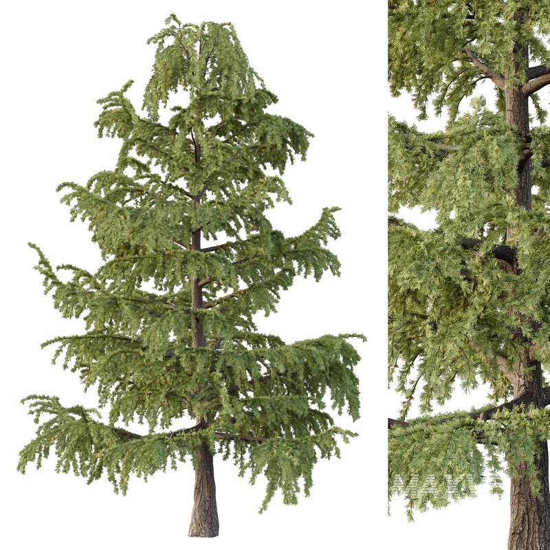 Cedrus deodara02 - Image 1