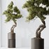 HousePlants Bonsai Pinus Pentaphylla Thunbergii10 - Thumbnail 3