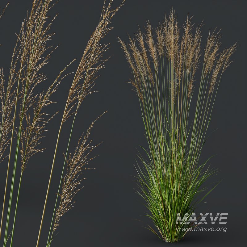 Grass 02 - Image 7
