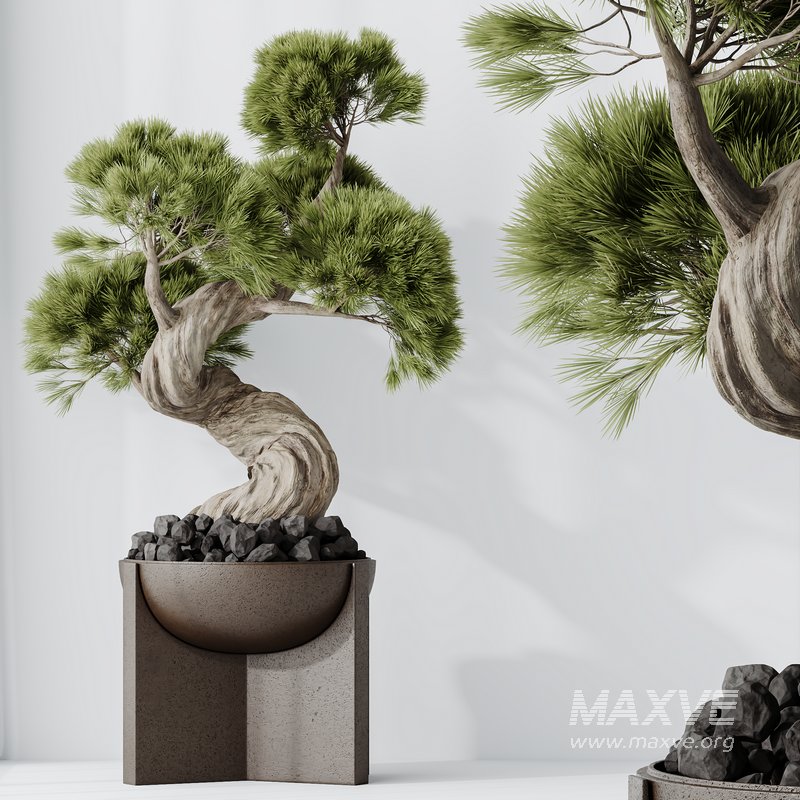HQ HousePlants Bonsai Pinus Pentaphylla Thunbergii04 - Image 3