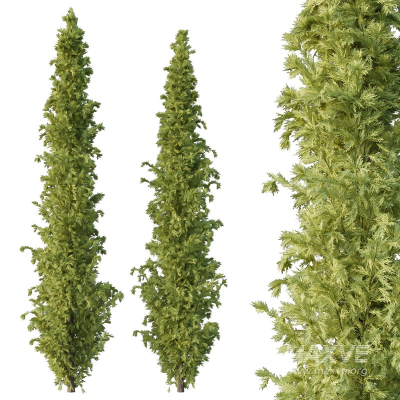 Cedrus deodara10 - Image 1