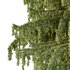 Cedrus deodara01 - Thumbnail 2