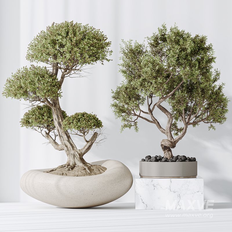 Indoor plant set 14 - Image 1