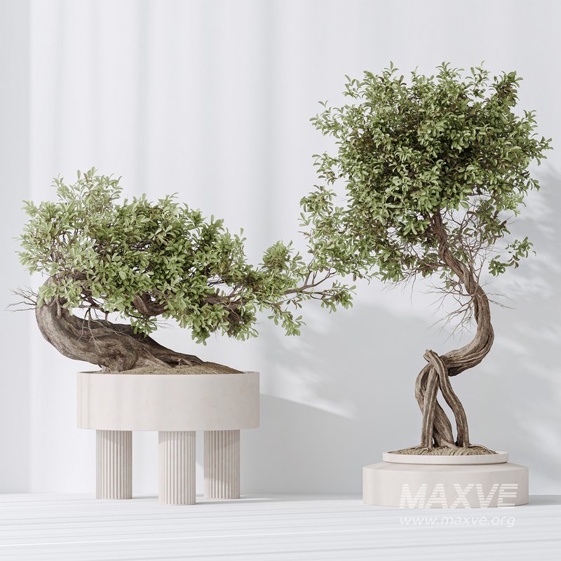 Indoor plant set 12 - Image 1