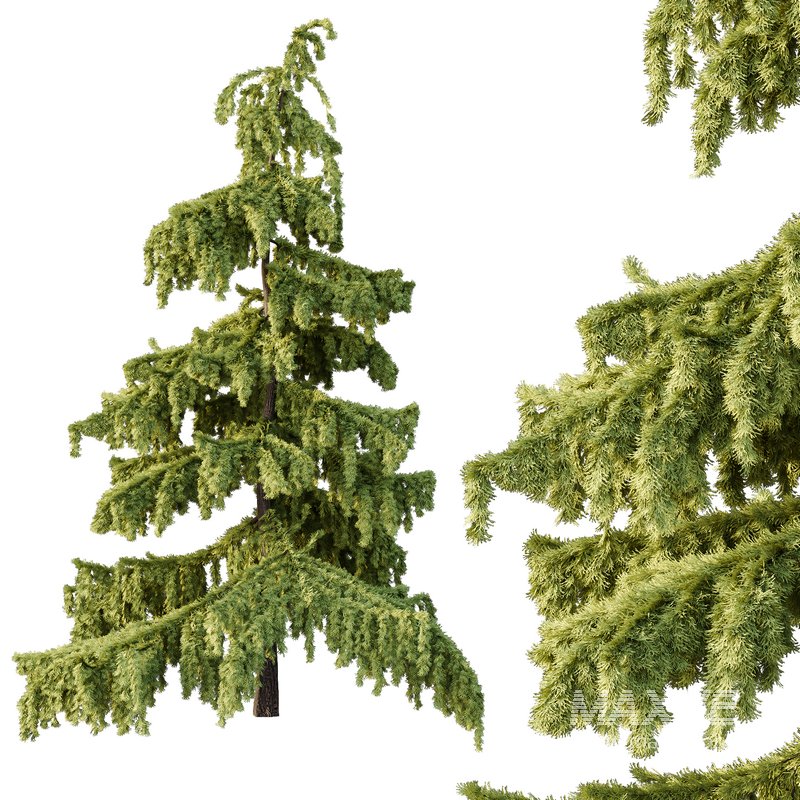 Cedrus deodara03 - Image 4