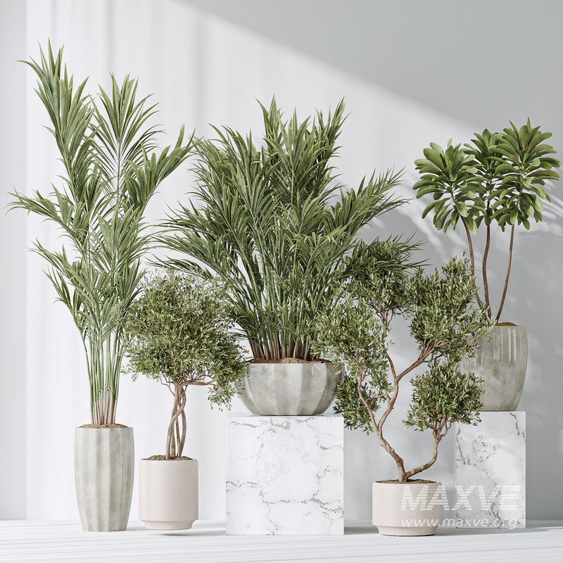 Indoor plant set 03 - Image 2