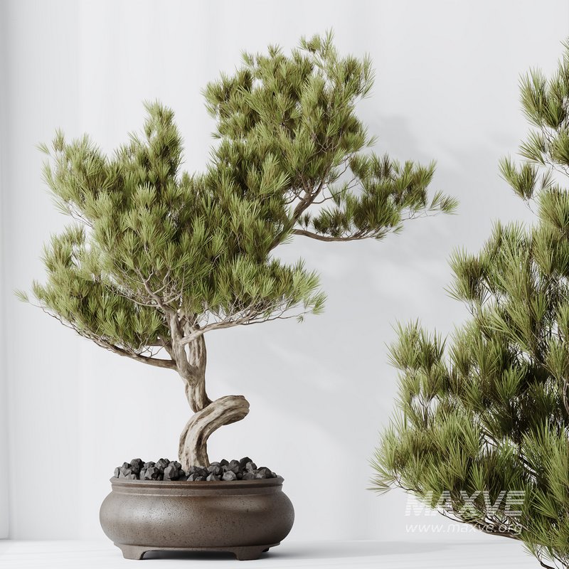 HQ HousePlants Bonsai Pinus Pentaphylla Thunbergii12 - Image 2