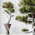 HQ HousePlants Bonsai Pinus Pentaphylla Thunbergii05 - Thumbnail 2