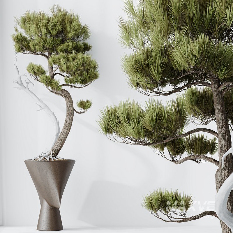 HQ HousePlants Bonsai Pinus Pentaphylla Thunbergii05 - Image 2