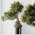HQ HousePlants Bonsai Pinus Pentaphylla Thunbergii11 - Thumbnail 2