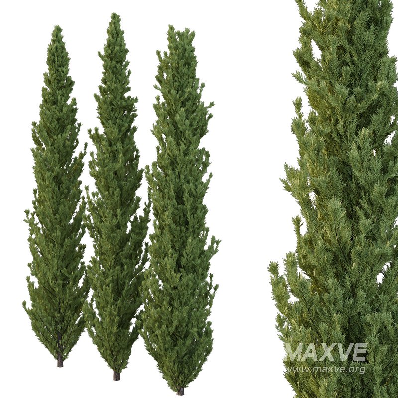 Cedrus deodara11 - Image 2