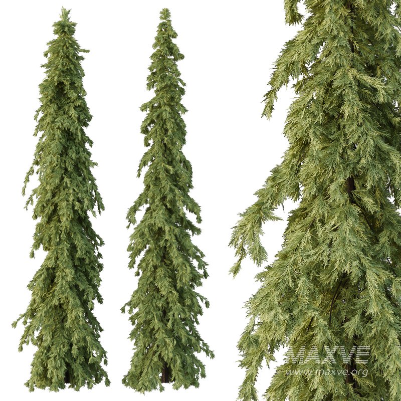 Cedrus deodara09 - Image 2