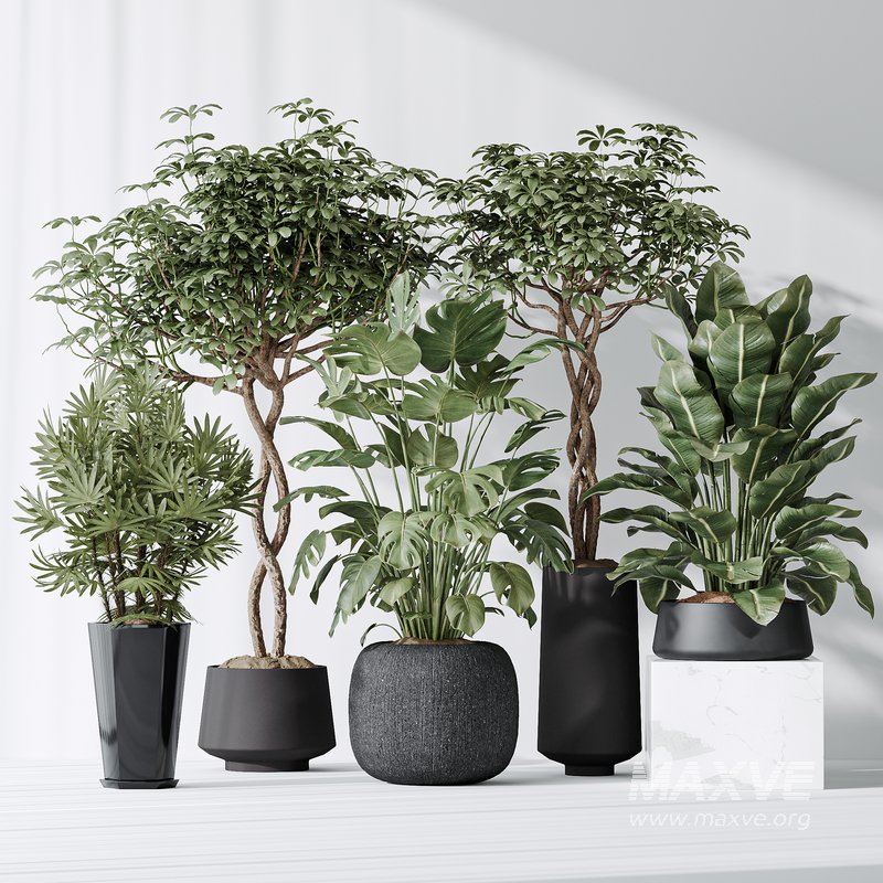 Indoor plant set 04 - Image 2