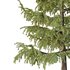 Cedrus deodara02 - Thumbnail 2