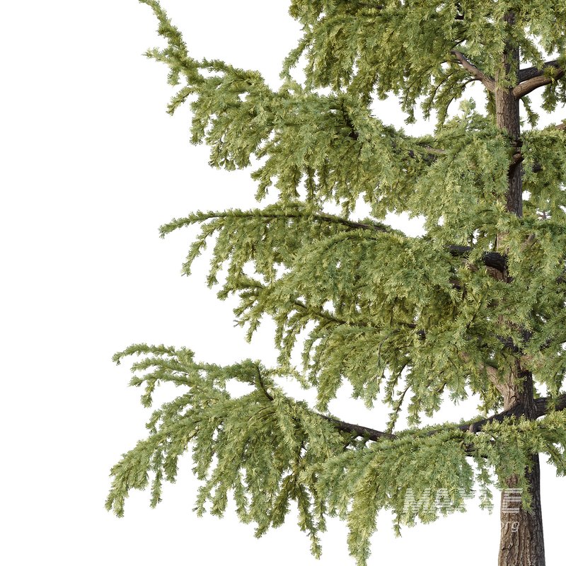Cedrus deodara02 - Image 2
