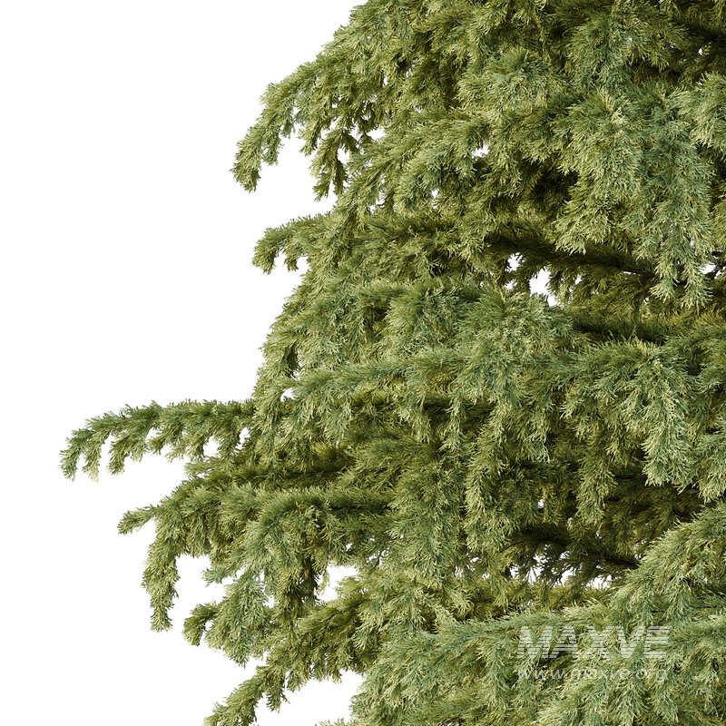 Cedrus deodara06 - Image 2