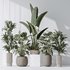 Indoor plant set 08 - Thumbnail 1