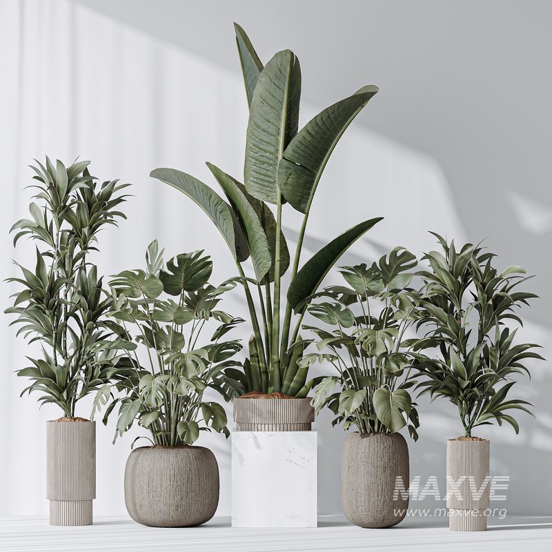 Indoor plant set 08 - Image 1