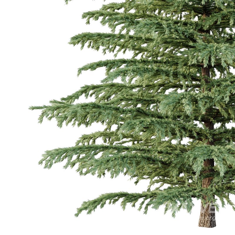 Cedrus deodara04 - Image 3