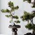 HQ HousePlants Bonsai Pinus Pentaphylla Thunbergii03 - Thumbnail 2