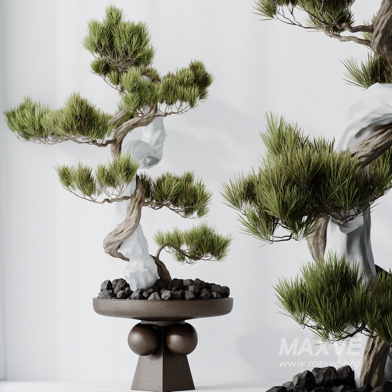 HQ HousePlants Bonsai Pinus Pentaphylla Thunbergii03 - Image 2